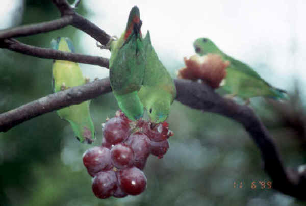 birds eating grapes