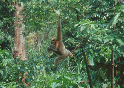 monkey playing