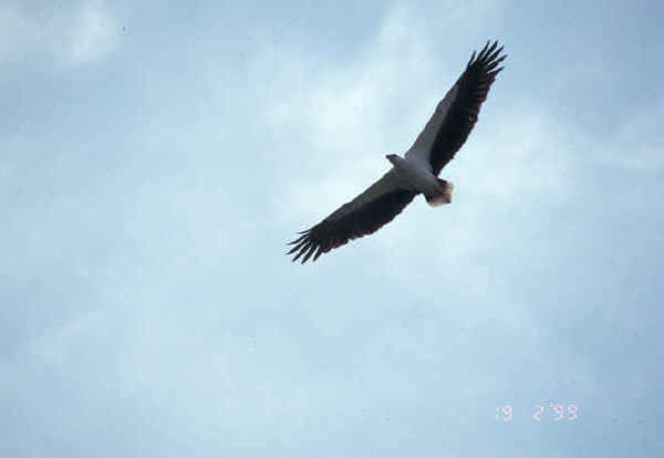 soaring eagle