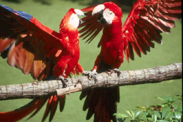 birds fighting