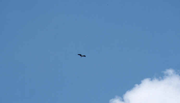 eagle flying in a distant
