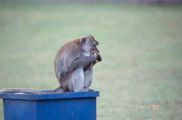 monkey eating from the bin