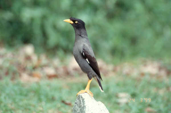 mynah with head held high