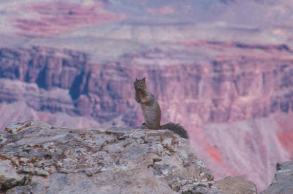 squirrel with front paws together