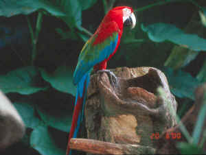 red parrot