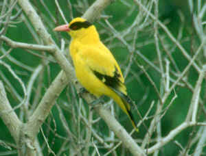 yellow bird