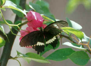 black butterfly