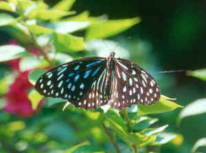 white spotted butterfly