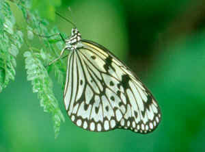 black spotted butterfly