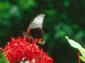 black and white butterfly