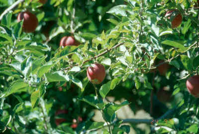 apple tree