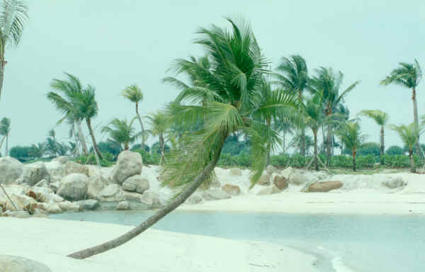 coconut trees