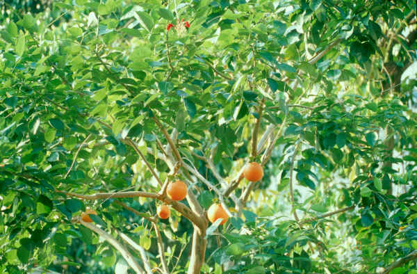 fake oranges from far