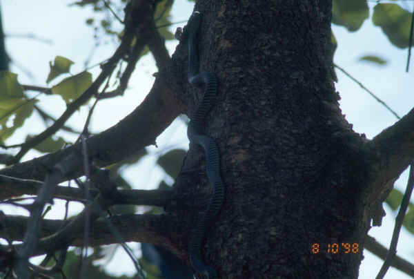 snake camouflaged on tree