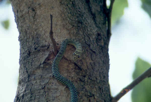 snake on tree