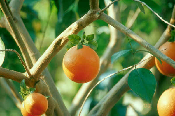 artificial oranges